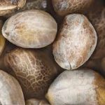 SEEDS
